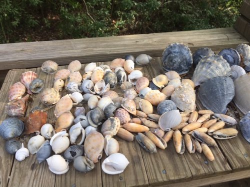 One man's haul after Hermine!