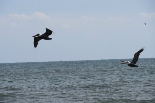 Pelicans, Cormorants, & Loons! Oh My!