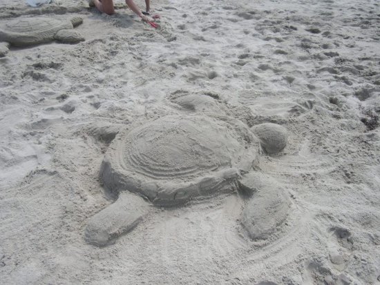 Sea & Sand Turtles 