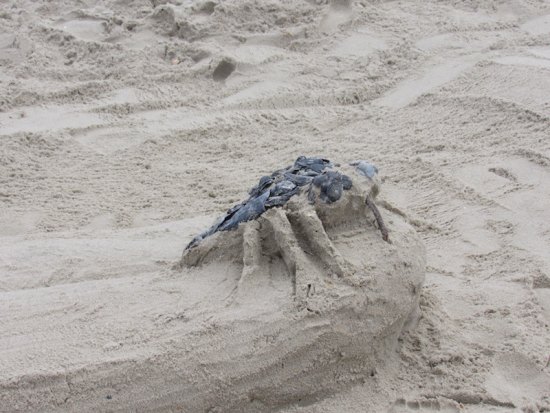 Sea & Sand Turtles 