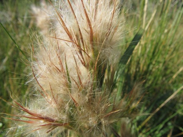 Fuzzy grass
