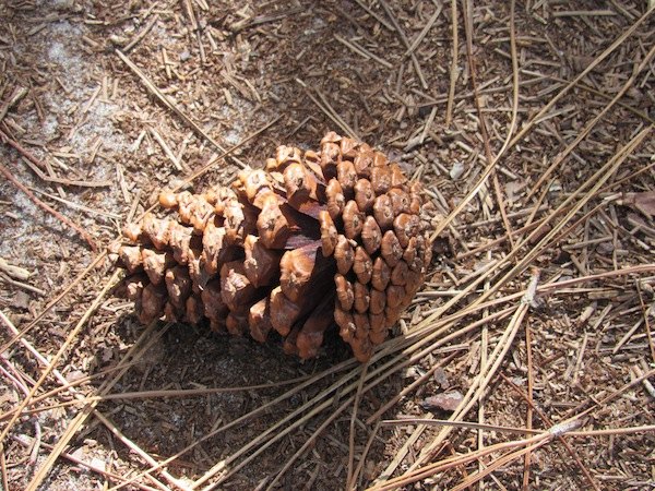 Pine cone on pine straw