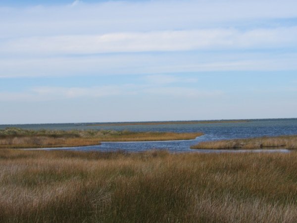 Salt marsh view